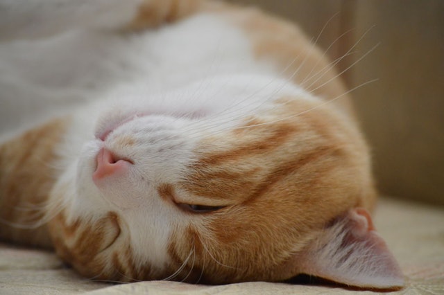 https://widgets.nekolive.net/UserAssets/18f81a7d-e9e9-4c56-db44-b1e0af430466/O-7OaAo91N3ZDw7Putu_18vJPdSEyMjzSoGb9EqBm_Q.jpg