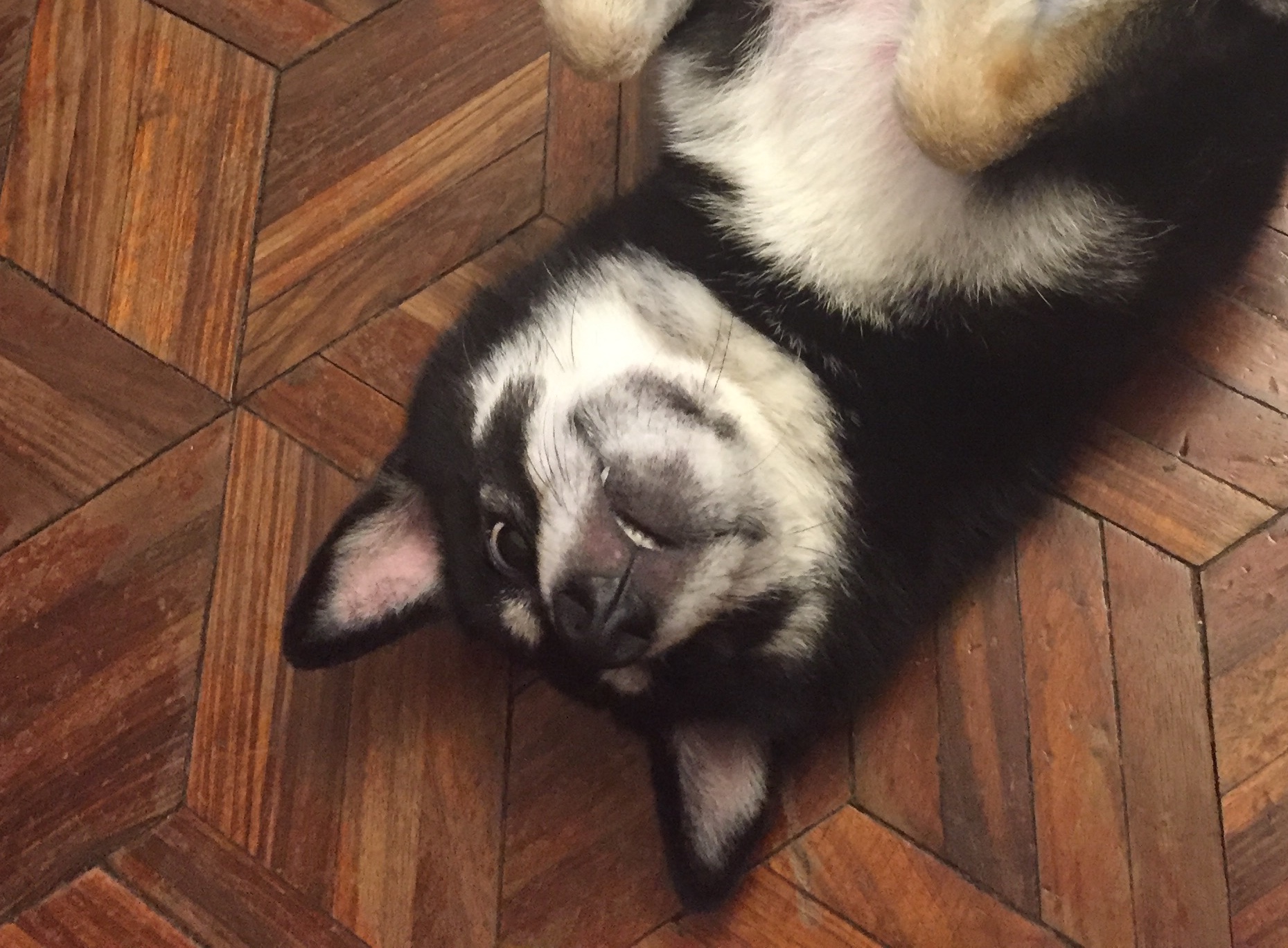 https://widgets.nekolive.net/UserAssets/7717e140-48f7-4919-a006-2f689ce6d3ed/IMG_1257.jpg