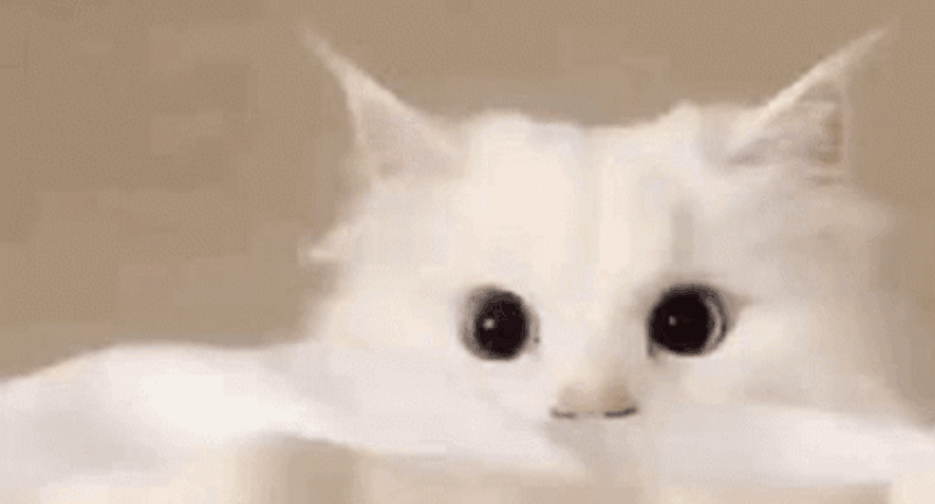 https://widgets.nekolive.net/UserAssets/f3bea8e4-50ce-4cf0-9447-e6590170e383/gifgit.gif